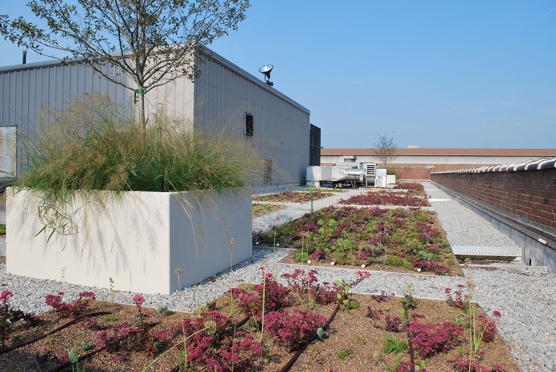 louisville-metro-government-metro-development-center-green-roof-garden-farview
