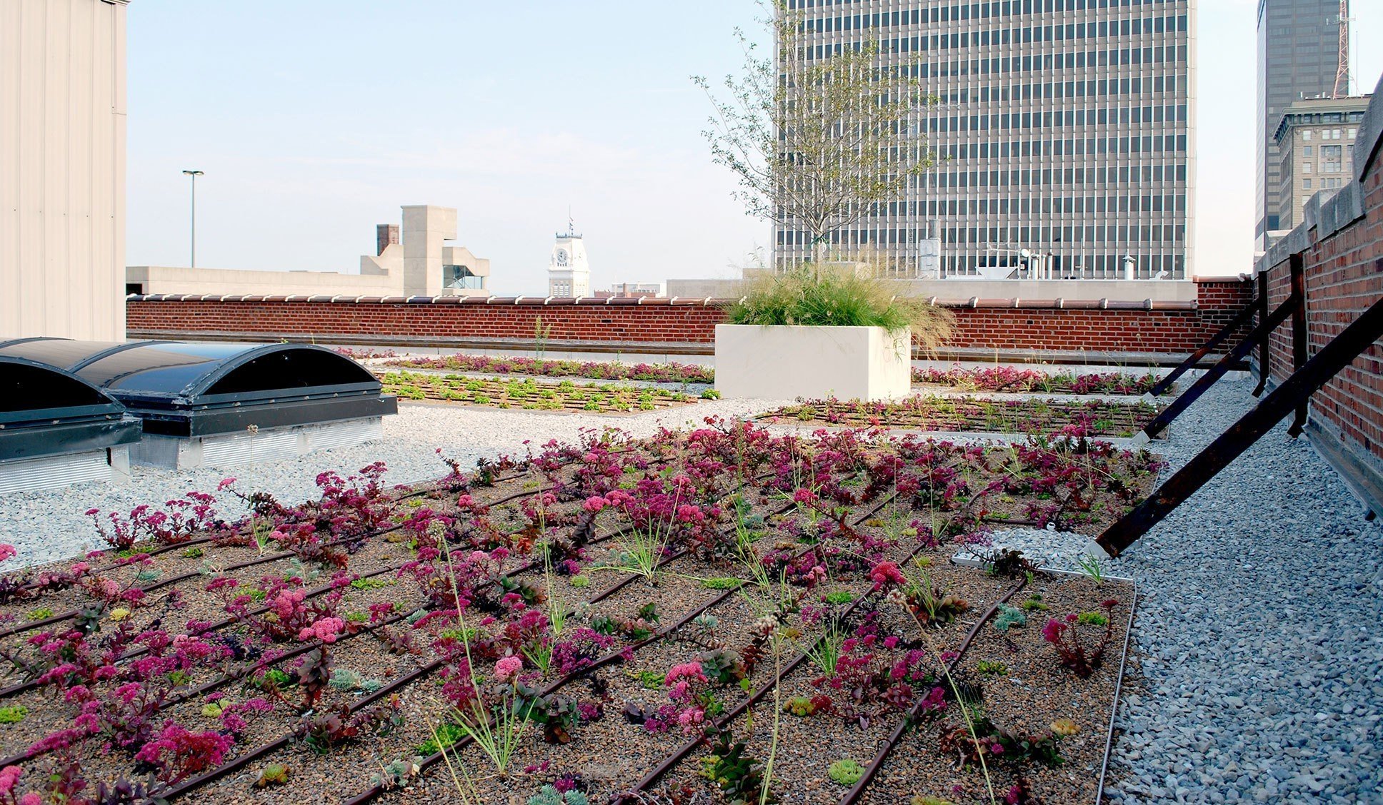 louisville-metro-government-metro-development-center-green-roof-garden